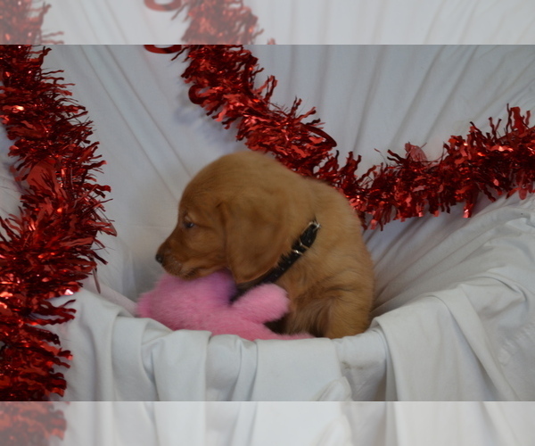 Medium Photo #4 Golden Retriever Puppy For Sale in GREENWOOD, WI, USA