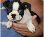 Puppy Fern Boston Terrier