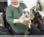 Puppy Puppy 1 Australian Cattle Dog