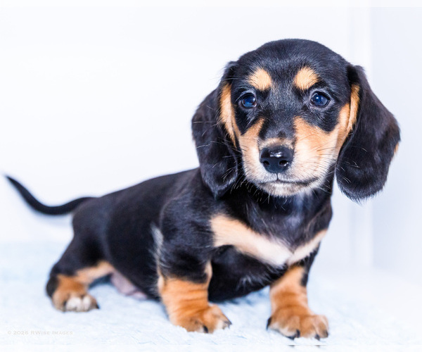 Medium Photo #3 Dachshund Puppy For Sale in WAKARUSA, IN, USA