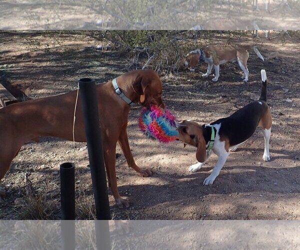 Medium Photo #2 Beagle Puppy For Sale in Tucson, AZ, USA