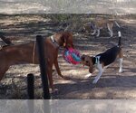 Small Photo #2 Beagle Puppy For Sale in Tucson, AZ, USA
