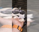 Small #9 Boston Terrier