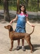Small Photo #1 Redbone Coonhound Puppy For Sale in COLORADO SPRINGS, CO, USA