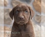 Small #3 Labrador Retriever
