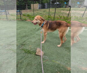 Tanner - Male Golden Labrador Dog for Adoption - Photo #7