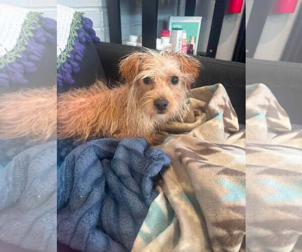 Medium Photo #3 Mutt Puppy For Sale in Shillington, PA, USA