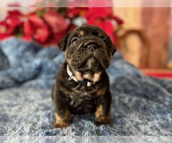 Medium Photo #2 English Bulldog Puppy For Sale in OOLOGAH, OK, USA