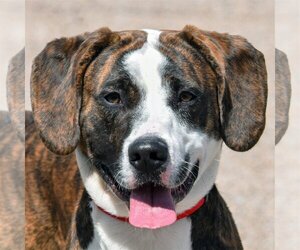 American Staffordshire Terrier-Catahoula Leopard Dog Mix Dogs for adoption in Huntley, IL, USA