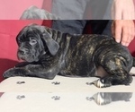 Small Photo #83 Cane Corso Puppy For Sale in COTTAGE GROVE, OR, USA