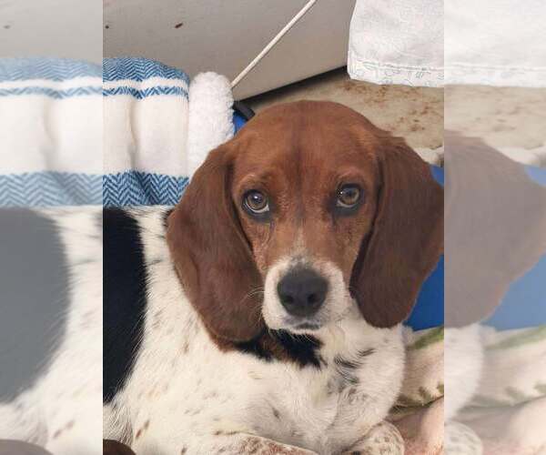 Medium Photo #4 Beagle Puppy For Sale in New York, NY, USA