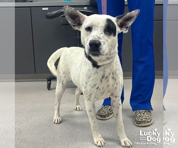 Medium Photo #3 Pointer-Unknown Mix Puppy For Sale in Washington, DC, USA