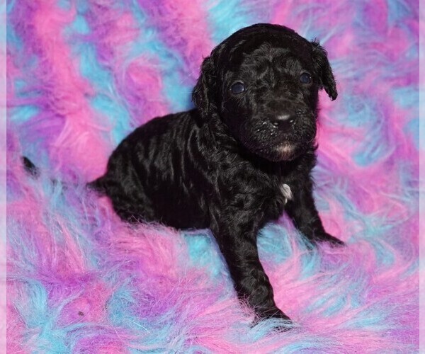 Medium Photo #2 Labradoodle Puppy For Sale in LA HABRA, CA, USA