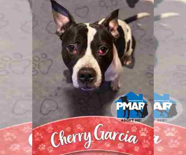 Medium Photo #1 Mutt Puppy For Sale in Binghamton, NY, USA