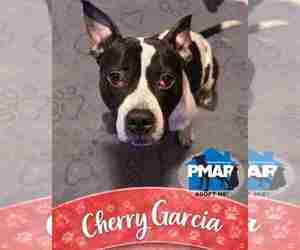 Mutt Dogs for adoption in Binghamton, NY, USA