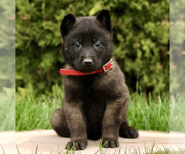 Medium Photo #1 Belgian Malinois Puppy For Sale in RONKS, PA, USA