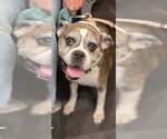 Small #9 Boxer