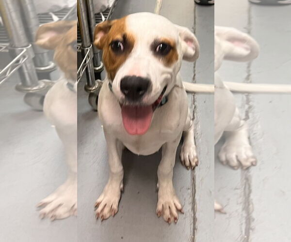 Medium Photo #3 Mutt Puppy For Sale in Royal Palm Beach, FL, USA