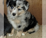 Small Photo #2 Miniature Australian Shepherd Puppy For Sale in OCTAVIA, OK, USA