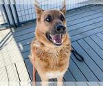 Small German Shepherd Dog