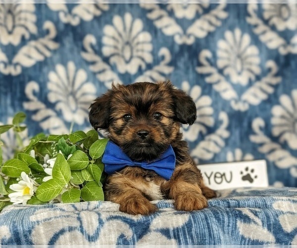 Medium Photo #5 Shorkie Tzu Puppy For Sale in KIRKWOOD, PA, USA
