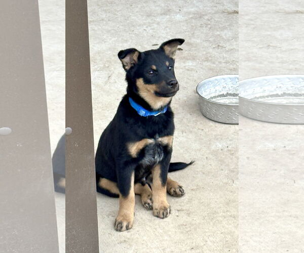 Medium Photo #6 Mutt Puppy For Sale in Sandy, UT, USA