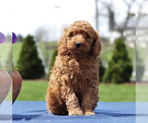 Poodle (Miniature) Puppy for sale in GAP, PA, USA