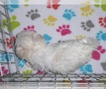 Small #1 Maltese