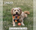 Small Photo #1 Bernedoodle (Miniature)-Golden Mountain Dog Mix Puppy For Sale in FLOWER MOUND, TX, USA