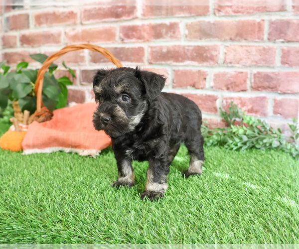 Medium Photo #16 Schnauzer (Miniature) Puppy For Sale in SYRACUSE, IN, USA