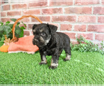 Small #15 Schnauzer (Miniature)