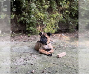 Mastiff-Unknown Mix Dogs for adoption in Santa Cruz, CA, USA