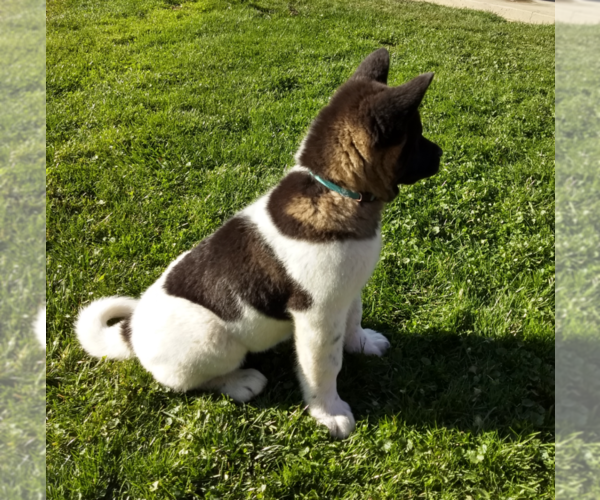 Medium Photo #5 Akita Puppy For Sale in FRESNO, OH, USA