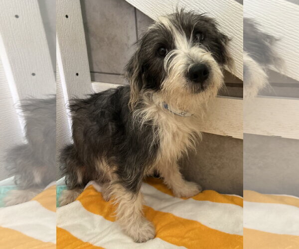 Medium Photo #4 Mutt Puppy For Sale in Pacolet, SC, USA