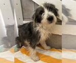 Small #3 Mutt