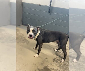 American Pit Bull Terrier-Unknown Mix Dogs for adoption in Tallahassee, FL, USA
