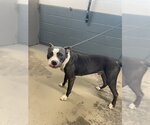 BENNY - Male American Pit Bull Terrier-Unknown Mix Dog for Adoption - Small photo