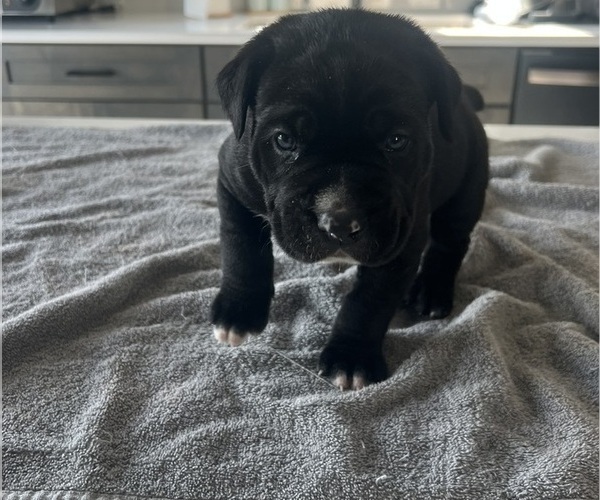 Medium Photo #21 Cane Corso Puppy For Sale in HORACE, ND, USA