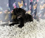 Small #3 Poodle (Standard)