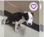 Small #7 American Pit Bull Terrier-Labrador Retriever Mix