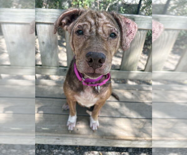 Medium Photo #2 Mutt Puppy For Sale in Elmsford, NY, USA