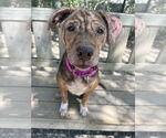 Small #1 Mutt