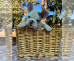Princess - Female French Bulldog Puppy for Sale - Photo #2