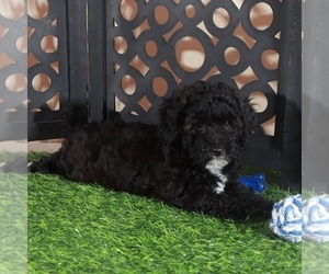 Poodle (Miniature) Puppy for Sale in MOUNT VERNON, Ohio USA