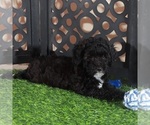 Image preview for Ad Listing. Nickname: Oreo