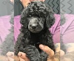 Puppy Darcy Poodle (Standard)