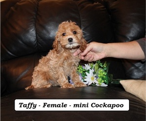 Cockapoo (Miniature) Puppy for sale in CLARKRANGE, TN, USA