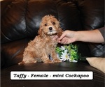 Small Photo #1 Cockapoo (Miniature) Puppy For Sale in CLARKRANGE, TN, USA