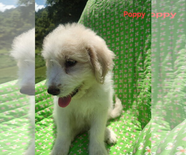 Medium Photo #6 Pyredoodle Puppy For Sale in Croydon, NH, USA