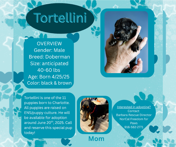 Medium Photo #1 Doberman Pinscher Puppy For Sale in Rancho Cordova, CA, USA